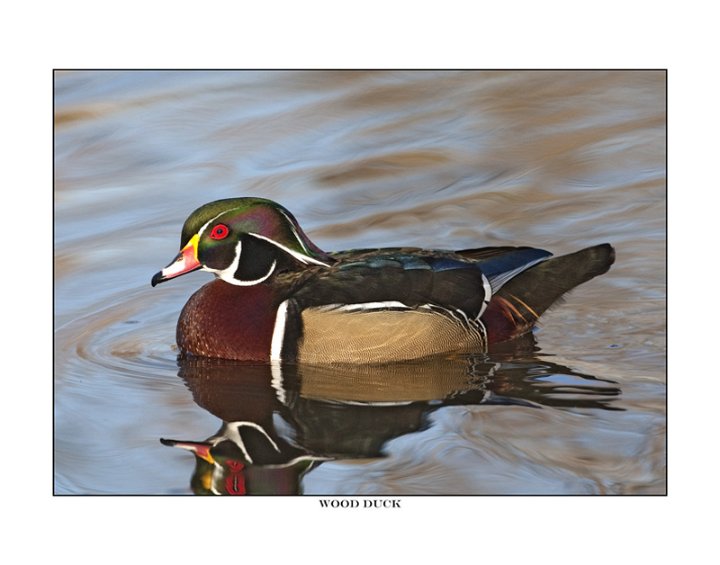 6262 wood duck drake.jpg